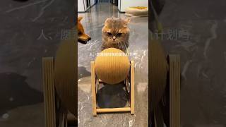 Download lagu KUCING BERMAIN BOLA mp3 Download lagu KUCING BERMAIN BOLA mp3