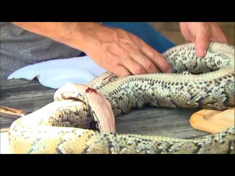 Snake Recipe from the Florida Everglades