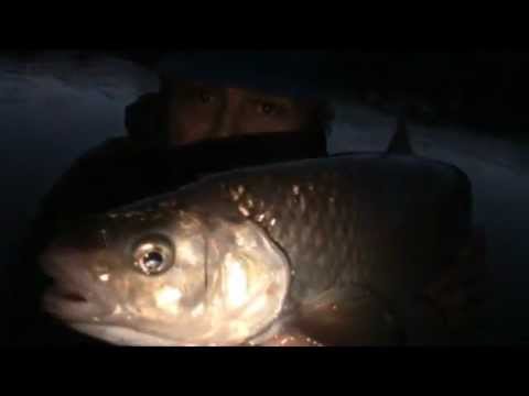 Making bread mash for chub and fishing the River Severn (entry 454)