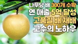 고당도 고품질 나주배 풍작 비결 총 정리! 이 영상 하나로 다 알려드립니다