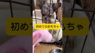 #犬#ロングコートチワワ#チワワ