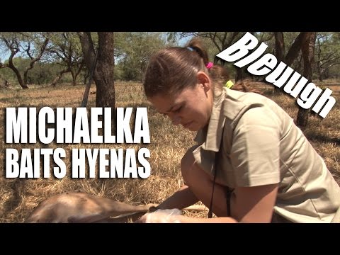 Michaelka baits hyenas Michaelka baits hyenas