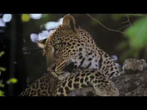 Queen Leopard: Africa's Hunters #natueswildtv #documentary