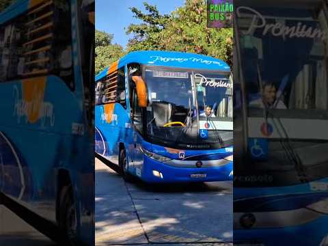 SÃO PAULO X SÃO SEBASTIÃO | PÁSSARO MARRON 5873 EM SÃO PAULO #amado_batista #brega #musica #música