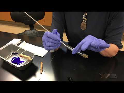 Preparing a bacterial smear for staining