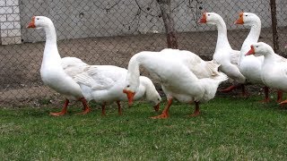Как едят гуси клюют или нет