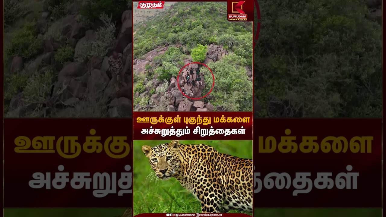 ஊருக்குள் புகுந்து மக்களை அச்சுறுத்தும் சிறுத்தைகள் | Wildlife Threat | Kumudam News