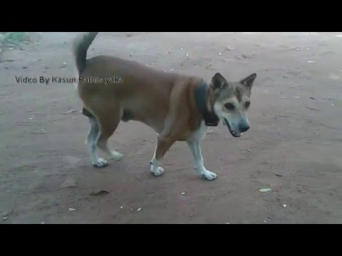 kohomada bawwa ge weda.