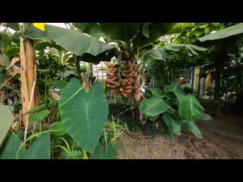 Hochschule Rhein-Waal – Tropenhaus 2022 – Campus Kleve