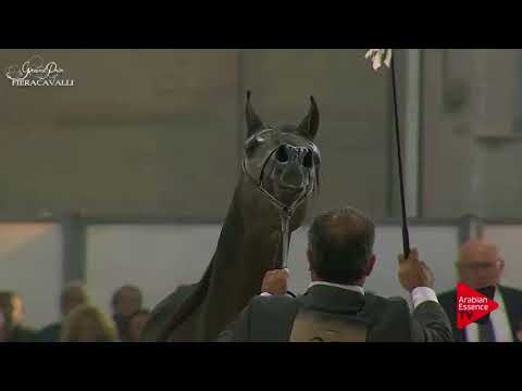 N.21 RENOIR - Gran Prix Fieracavalli 2017 - 2-3 Years Old Colts (Class F)