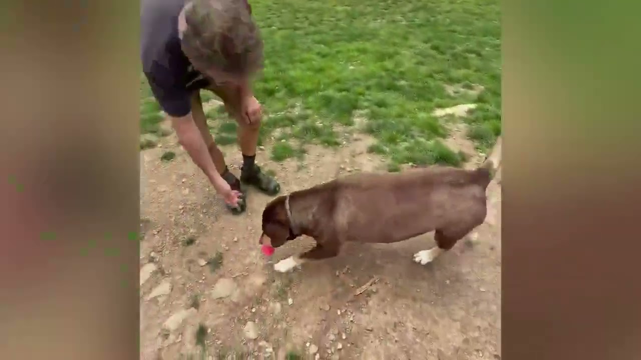 Lulu, a ADOPTABLE mixed breed in Shippenville, PA video 6/6