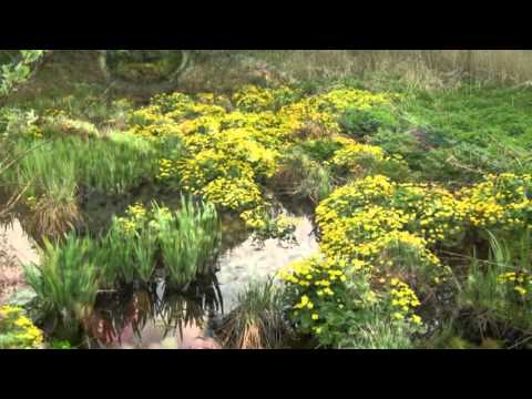 Louka - Pepa Nos