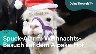 Flausch & Spucke: Weihnachten auf dem Alpaka-Hof