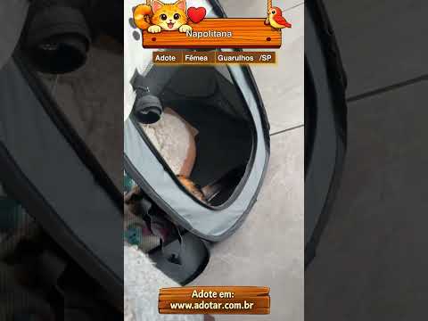 Vídeo de Napolitana 