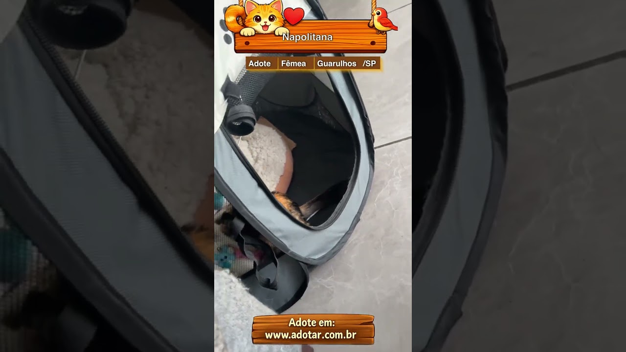 Gato raça SRD-ViraLata idade 2 a 6 meses nome Napolitana 
