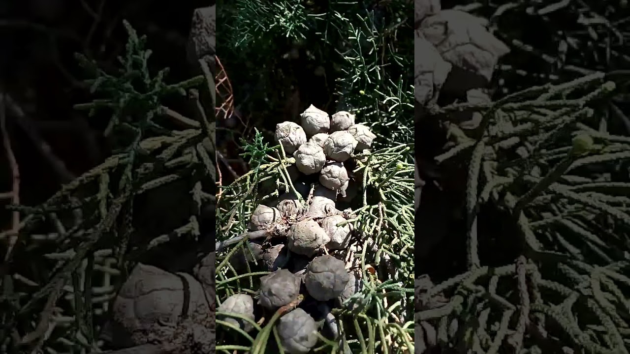 Интересные красивые шишки кипариса Коктебеле Крым Interesting beautiful cypress cone Koktebel Crimea