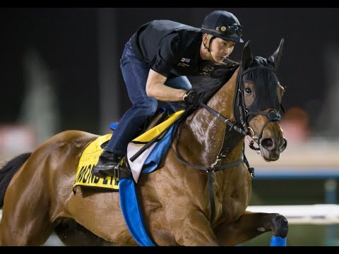 [2019秋季天皇賞] 杏目靚相，日本冇對手 想來香港玩？放棄挑戰法國凱旋門是因為發燒 2019.10.27 Tenno Sho (Autumn): Almond Eye アーモンドアイ