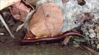 preview picture of video 'Philippine Fireleg Millipede and Cicadas - Mt. Makiling Philippines'