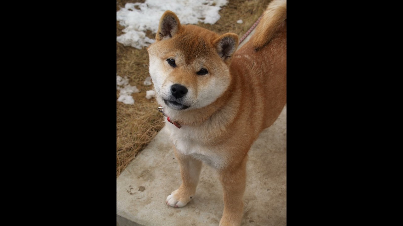 Shiba Inu Vision Word Xrp  -Xlm -Xdc -Hbar -Lunc2.0- L unc Classic &More!!!