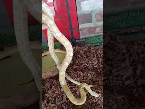 Rimba Razia zoo #cornsnake