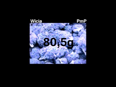 Wicia x PmP - 80,5g