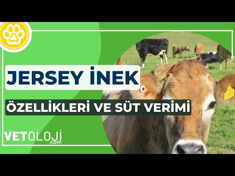 , title : 'Jersey İnek Süt Verimi ve Özellikleri - Jersey Günde Ne Kadar Süt Verir? | Vetoloji'