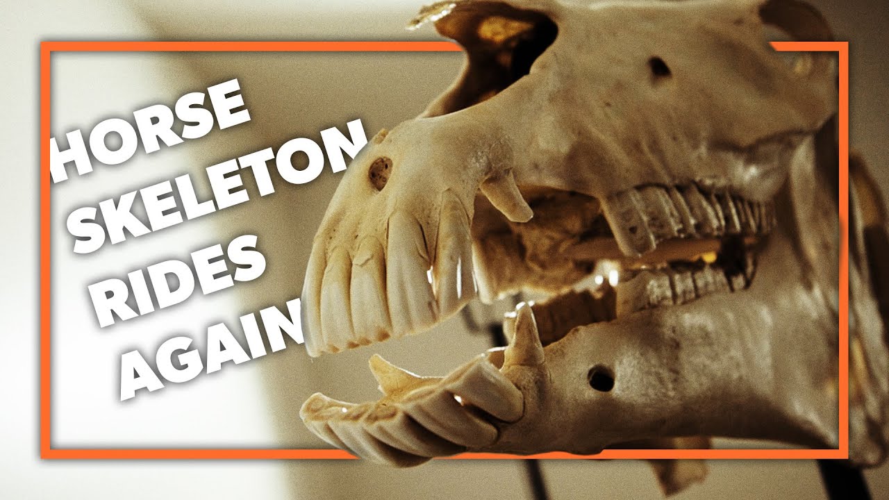 Rebuilding an entire horse skeleton | SUNY Cobleskill