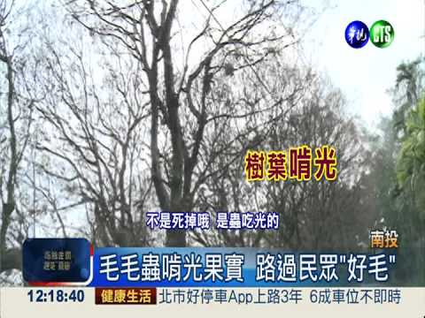 毛毛蟲大鬧果園 啃光荔枝果農悶