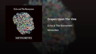 Grapes Upon The Vine