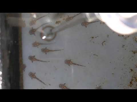 Sturisoma Aufzucht 1