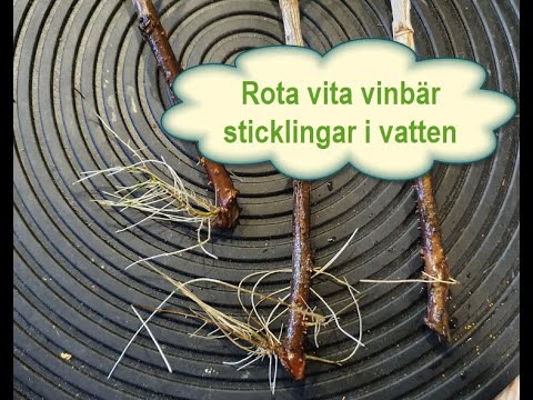 Rota vita vinbär sticklingar 29 09 2021