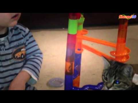 Cat + marble run = FUNhot video