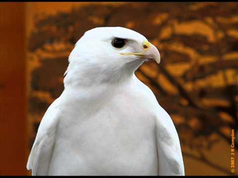 Cathedral Lake Singers-White Eagle