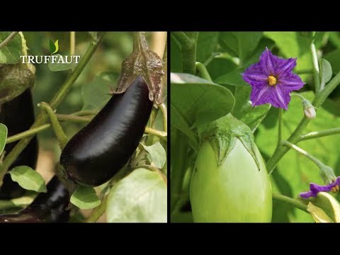 , title : 'Comment planter des aubergines au potager ? - Truffaut'