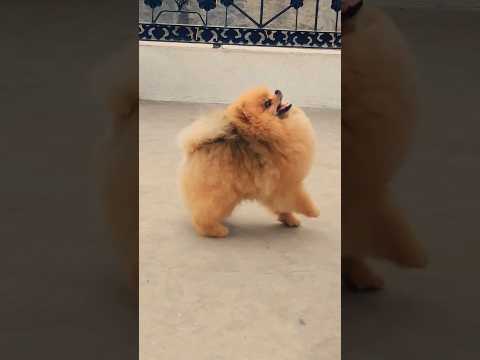 Cute Pomeranian dog barking 😍beautiful Toy pom#Amankhandoor#toypom #puppyentertainment