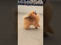 Cute Pomeranian dog barking 😍beautiful Toy pom#Amankhandoor#toypom #puppyentertainment