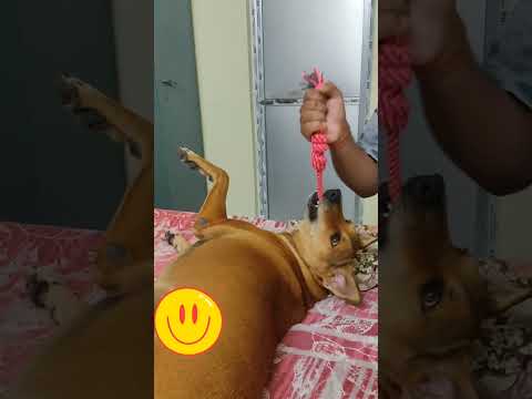 pradipta'house # funny # happy dog#