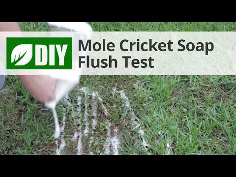  Mole Cricket Soap Flush Test  Video 