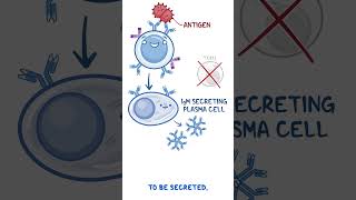 Clinical Cuts: B-Cell Activation, Differentiation, & Contraction