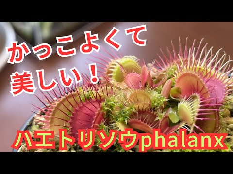 園芸 ディオネア、ハエトリグサ