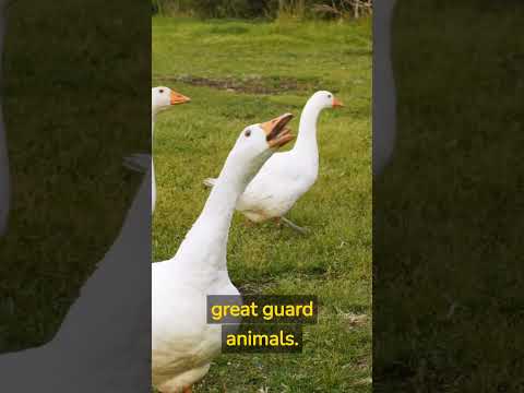 Goose Your Farm Up: 3 Reasons Why Geese are a Must-Have for Small Farms