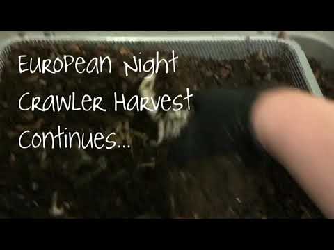 European Night Crawlers: Harvest Struggle Continues...