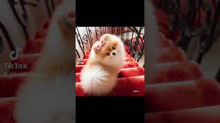 ポメラニアンかわいいよね？