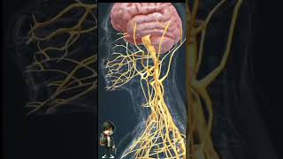 Download lagu brain anatomy #humanbrain #animation mp3