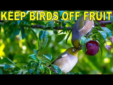 YouTube video about: How to protect fruit on trees from birds?