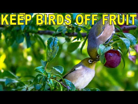 Keep Birds Off Fruit Trees And Gardens With 4 Simple Tricks