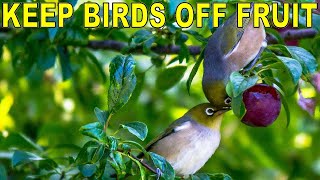 Keep Birds Off Fruit Trees And Gardens With 4 Simple Tricks