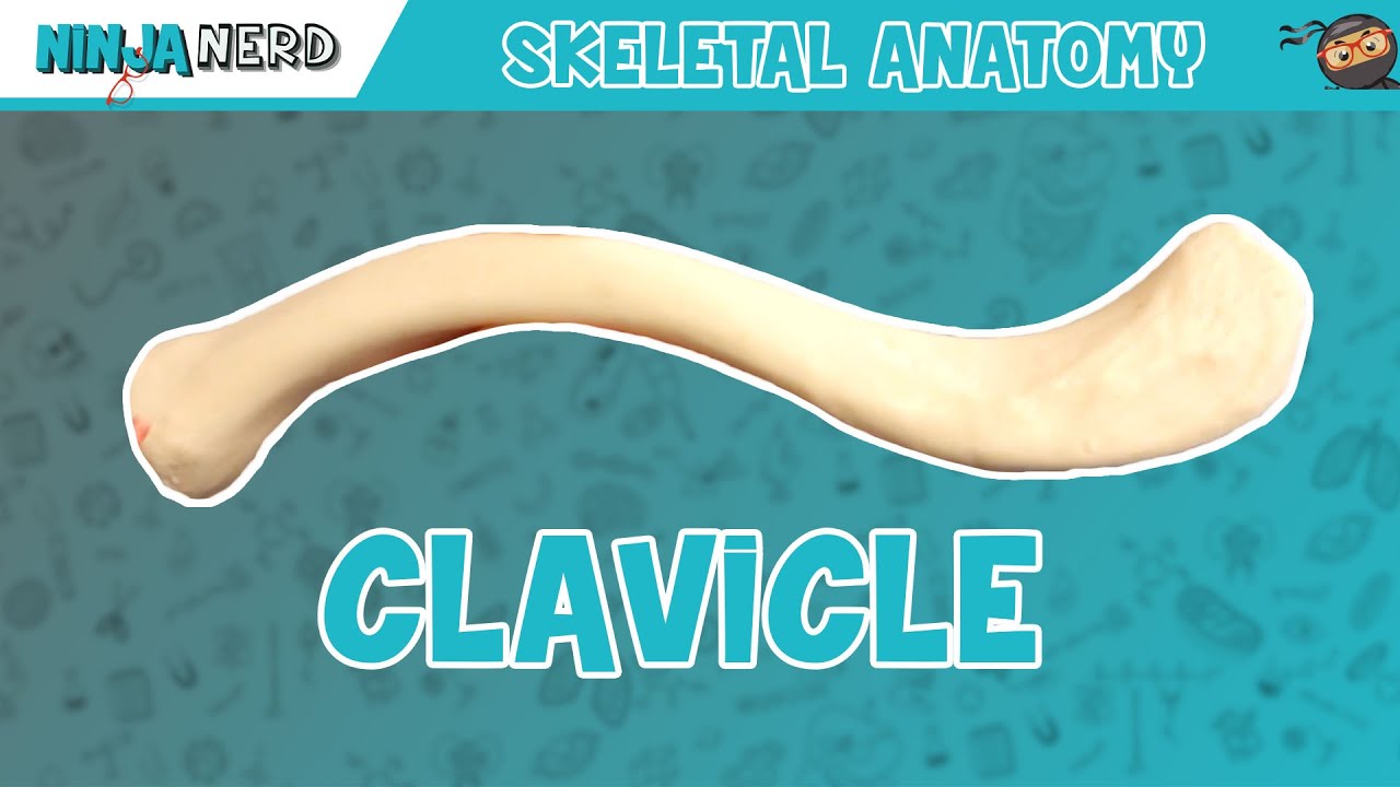 Clavicle Anatomy - YouTube