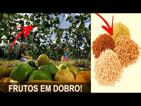 HOW TO FERTILIZE PASSION FRUIT AND DOUBLE THE YIELD!!
(Try it and see for yourself)