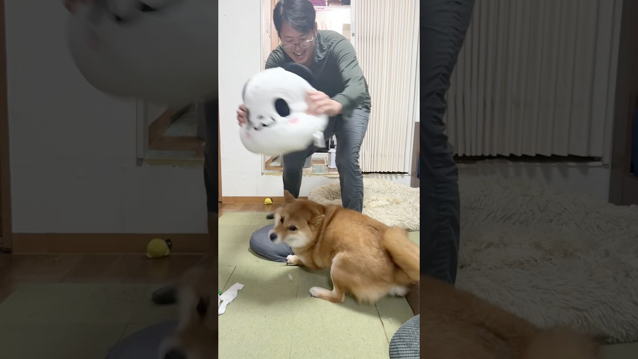 全力楽天ごっこ　#柴犬 #shorts